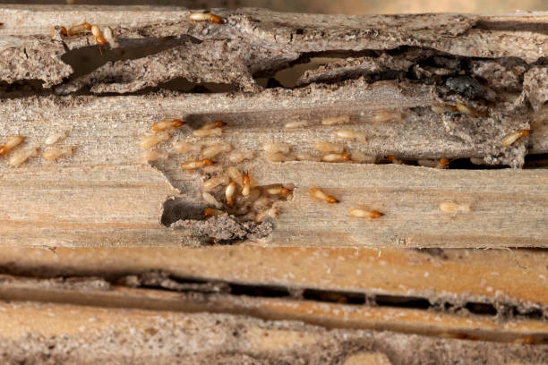 Bird Control in Los Ranchos De Albuquerque, NM