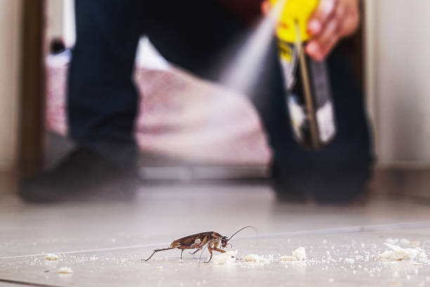 Spider Control Near Me in Los Ranchos De Albuquerque, NM